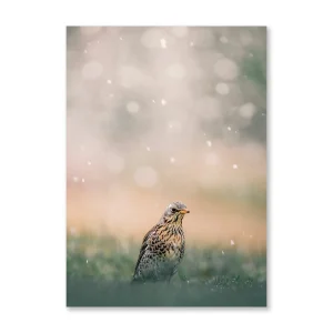 Poster Taltrast i snöfall